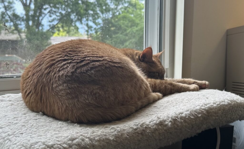 An orange Tabby cat sleeping on a white window perch.  There is a slight bokeh effect with trees in the background of the window.
