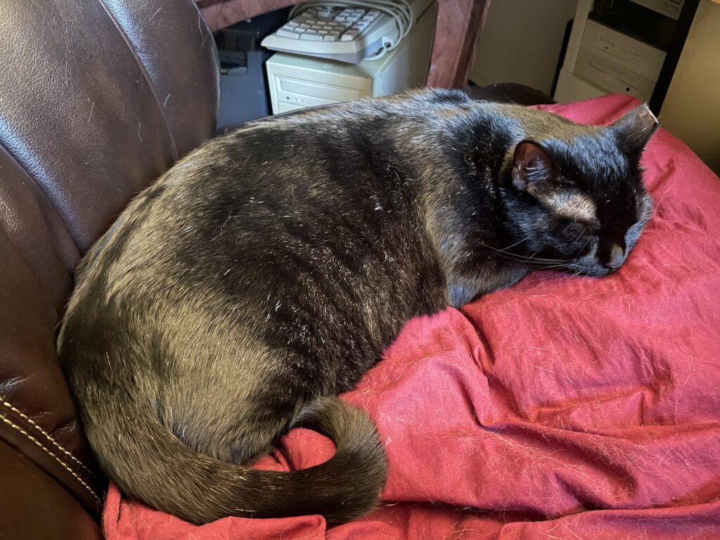 Willow asleep in a chair.