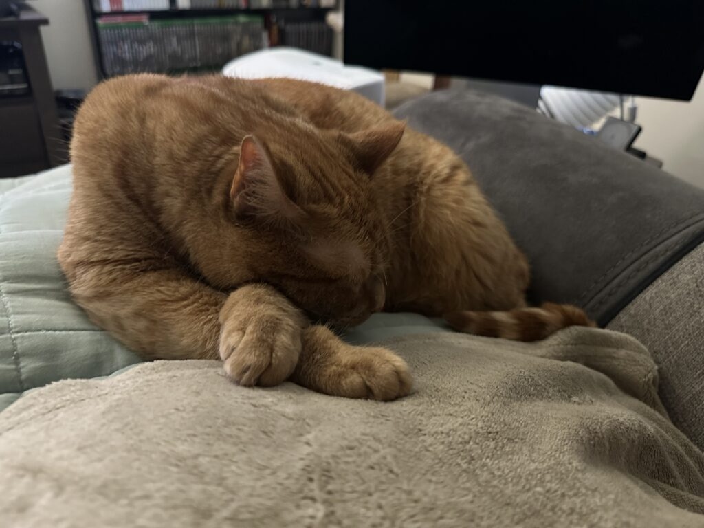 Melody, a blonde/tan American medium hair cat, lies asleep on blankets. Her paws are crossed.