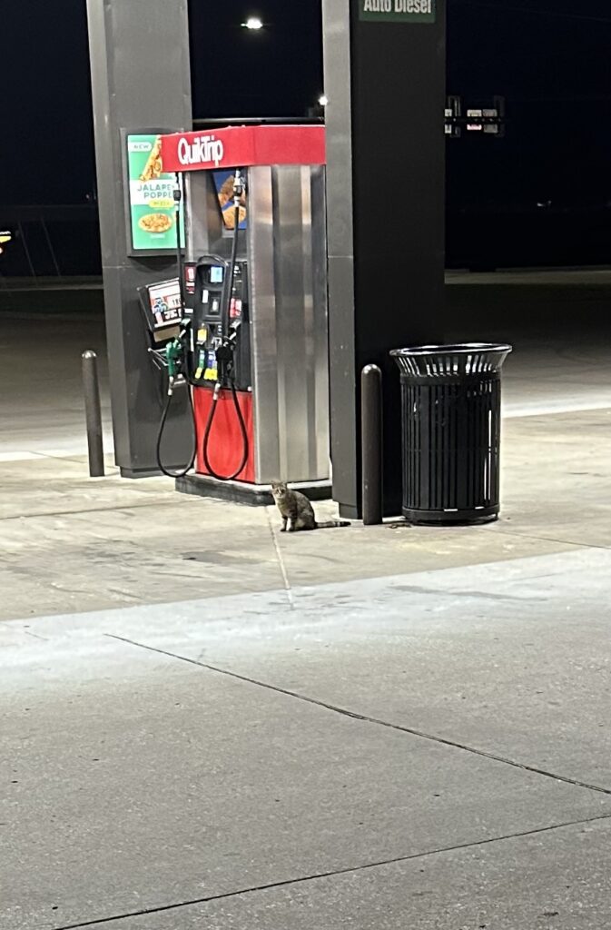 A grey juvenile Tabby cat sits in front of a petrol refuelling station.