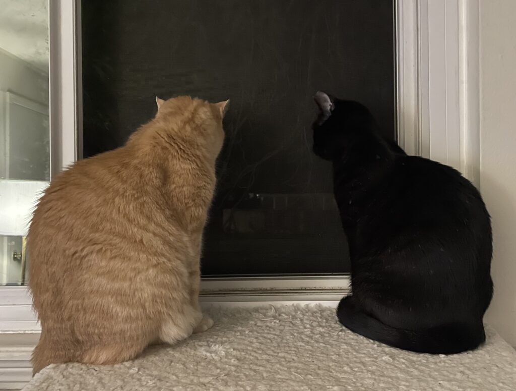 Mr Gaz and Willow sit on a window perch together.