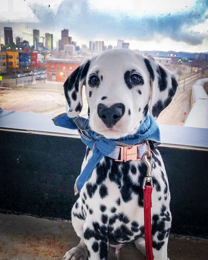 A Dalmatian dog with a heart-shaped nose.  (Not artwork nor AI generated; a real pupper.)