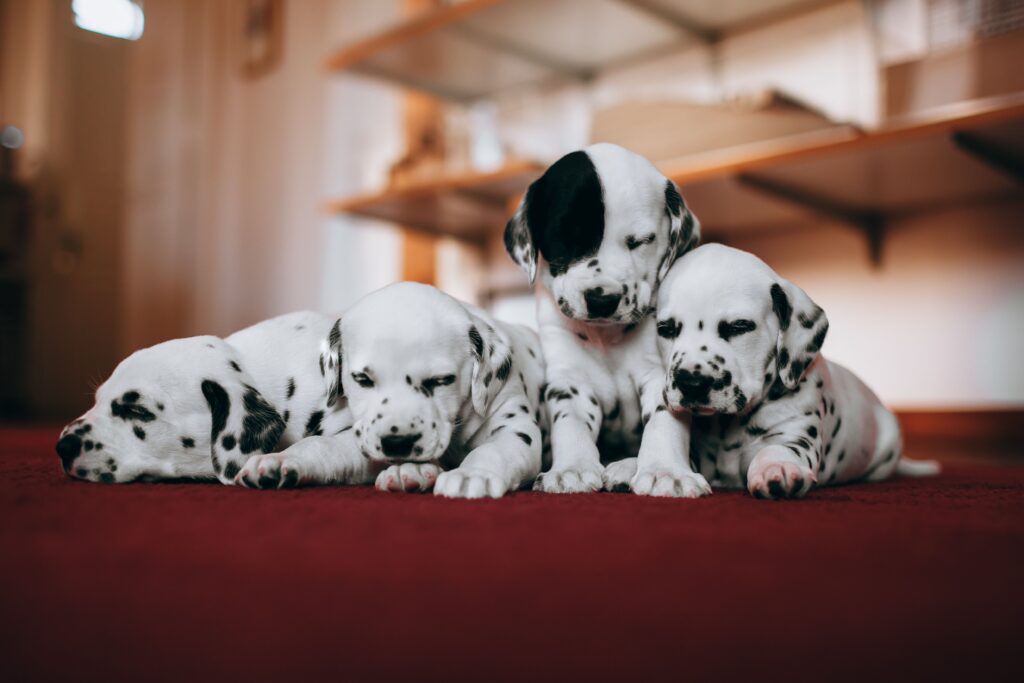 Four Dalmatian puppies being adorable and cute.