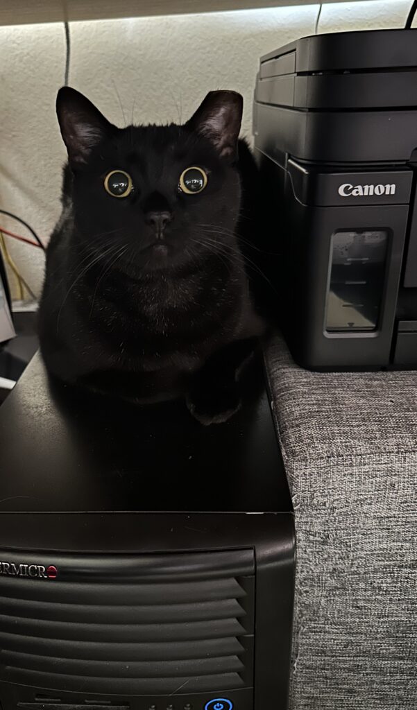 Willow the Cat loafing on a computer tower.
