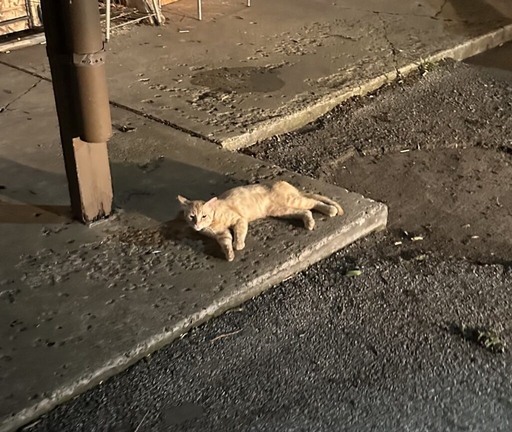 Cat laying on sidewalk.