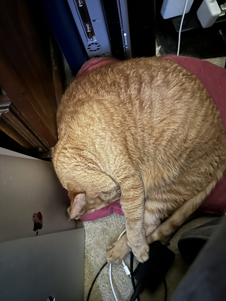 Sleeping cat next to laptops.