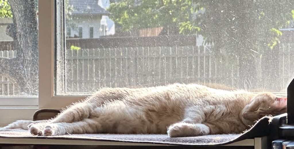 Mr Gaz on a shelf, enjoying the sunshine.