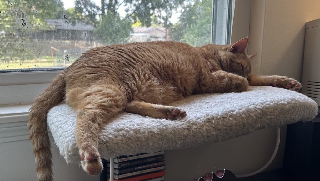 Melody on the windowsill.