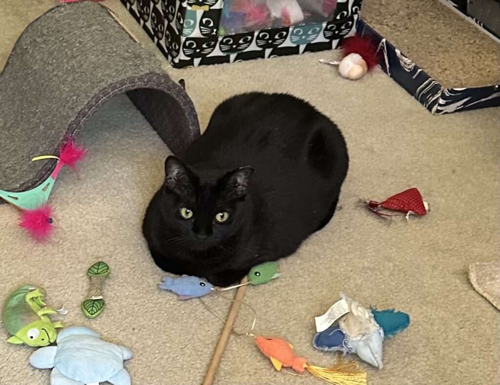 Willow, a black tabby cat, loafing in front of some cat toys.