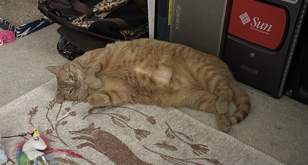 A cat lays on the floor of an office in front of computer workstations.