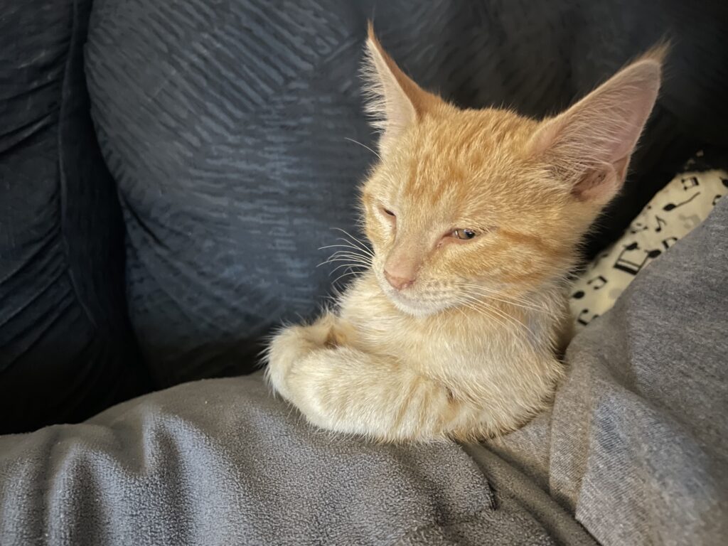 A very small, 6 week old Melody loafing in a Yoda-like pose on my living room couch.
