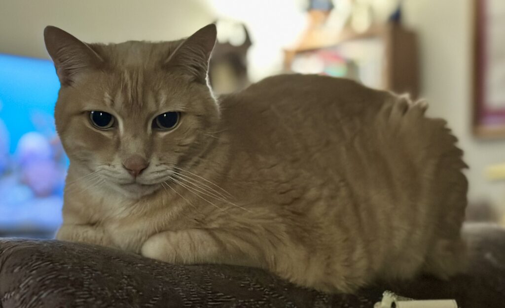 A portrait of Mr Gaz, a blonde shorthair cat with tabby markings.  He is in a "loaf" position, looking downwards towards the camera.