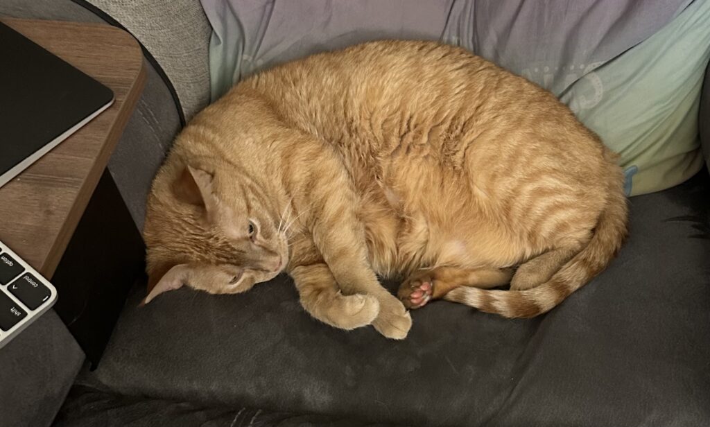 Melody, a few days ago, half asleep in my recliner.