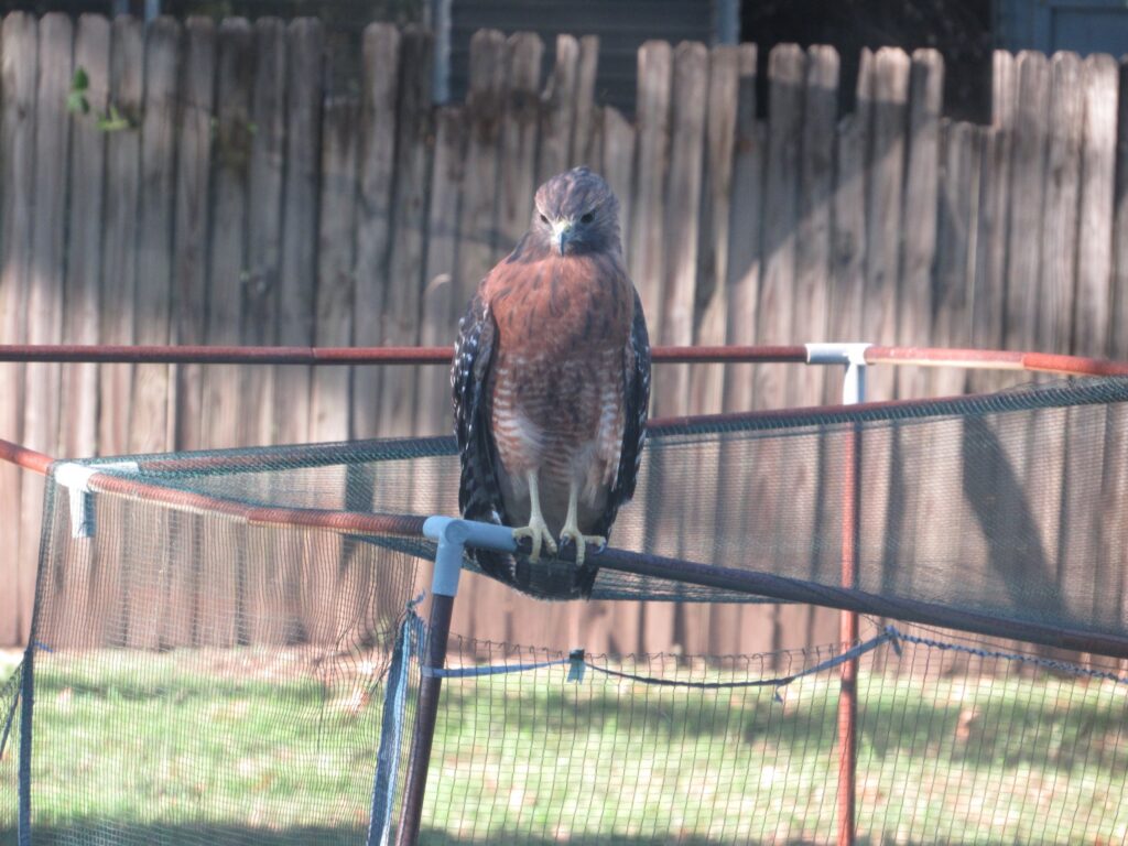 A falcon perched on a mesh fence.
