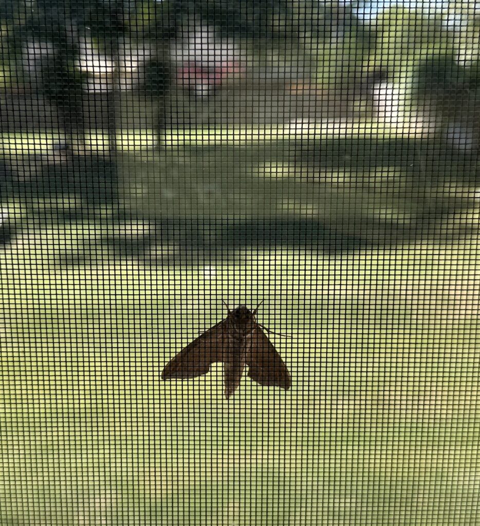 A moth perched on my window screen.